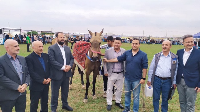 هجدهمین دوره جشنواره ملی زیبایی اسب ترکمن در کلاله برگزار شد.
