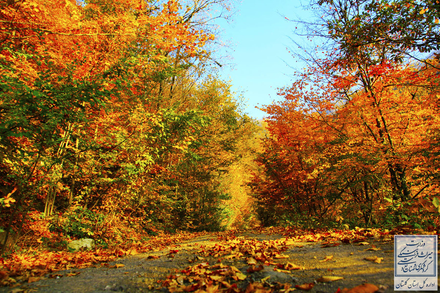 پاییز هزار رنگ جنگل ریگ‌چشمه علی‌آبادکتول