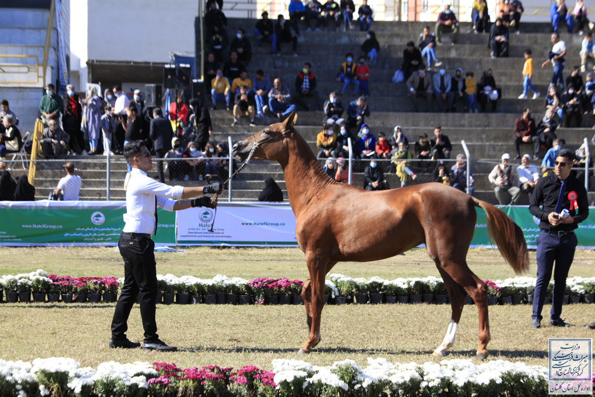 سومین دوره جشنواره ملی زیبایی اسب اصیل ترکمن در علی‌آبادکتول برگزار شد