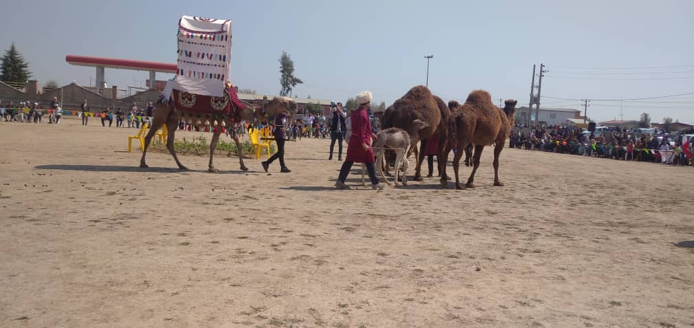 جشنواره انتخاب شتر اصیل و اسب بومی ترکمن در شهرستان آق قلا برگزار شد.
