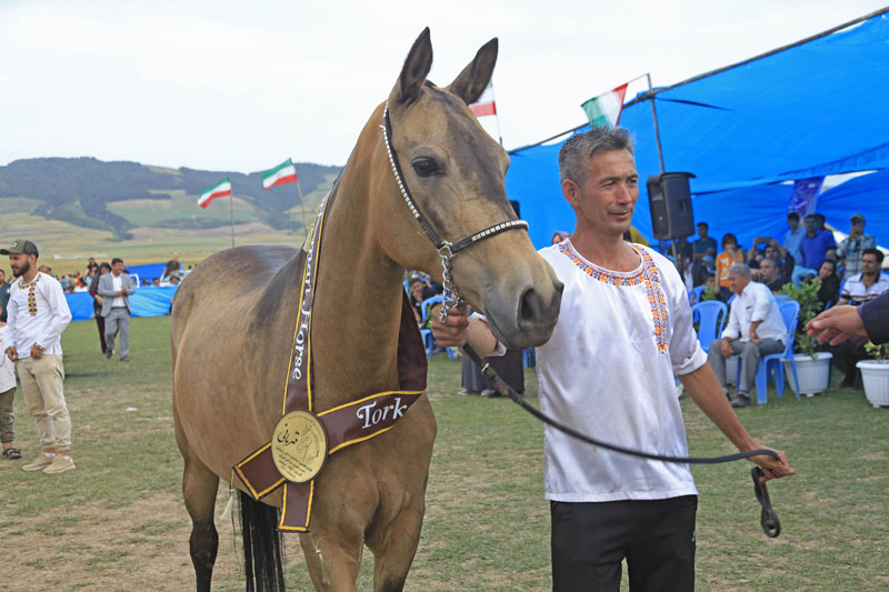 تصاویری از جشنواره ملی زیبایی اسب اصیل ترکمن